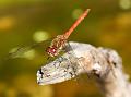 2009-0823-1115_Red_Darter_26,4C